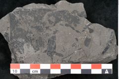 Foto (Detailansicht) von Dictyophyllum obtusilobum Sch. (NHMW-GEO-2024-0188-10503)